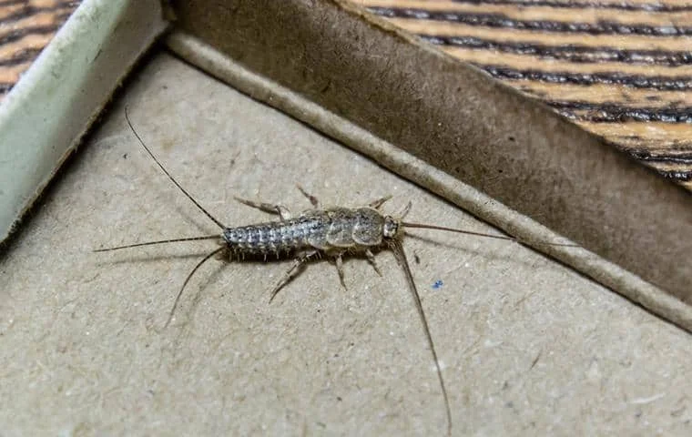Jak pozbyć się rybików cukrowych? Skuteczne sposoby na walkę z rybikami